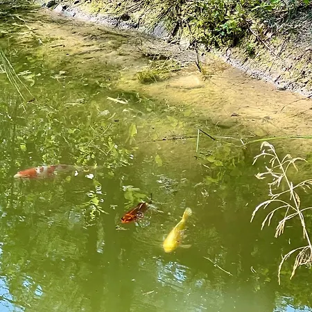 Casa vacanze Roosa Maja Parvesaunaga Reigi